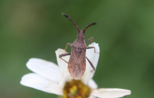 Coriomeris sp.